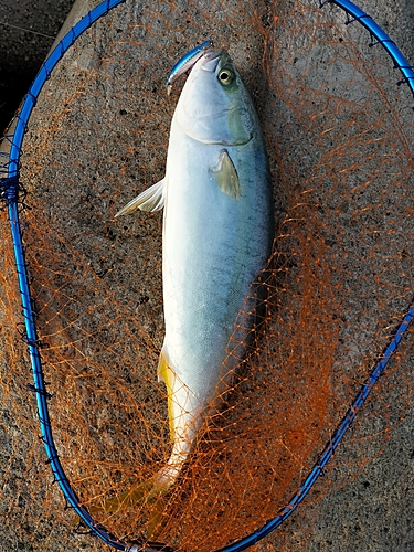 ヒラマサの釣果