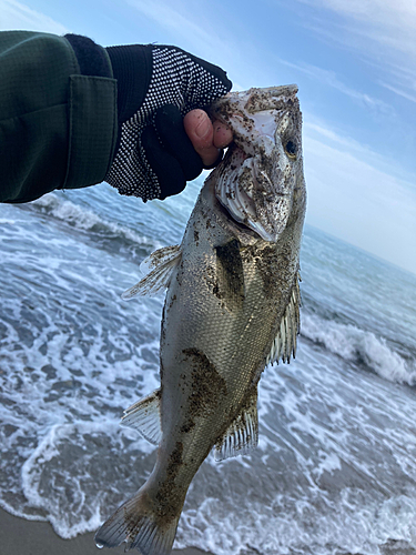 セイゴ（マルスズキ）の釣果