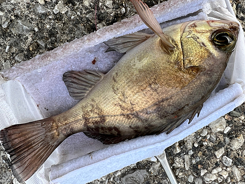 アカメバルの釣果