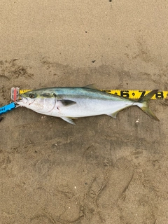 ブリの釣果