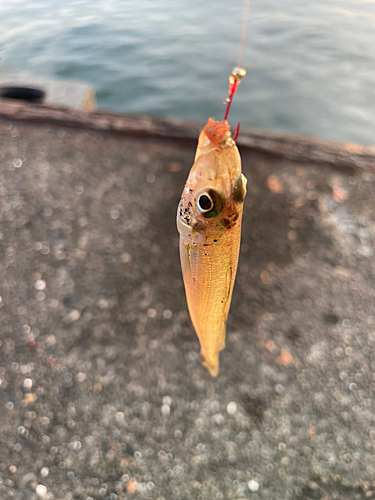 シロギスの釣果