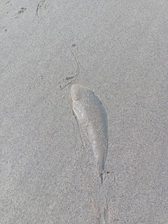 シタビラメの釣果