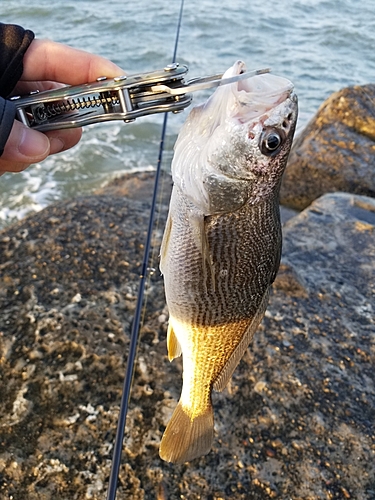 イシモチの釣果