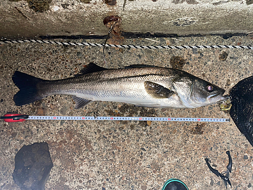 スズキの釣果