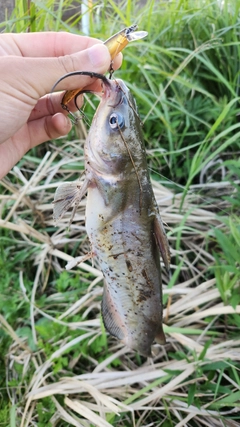 アメリカナマズの釣果