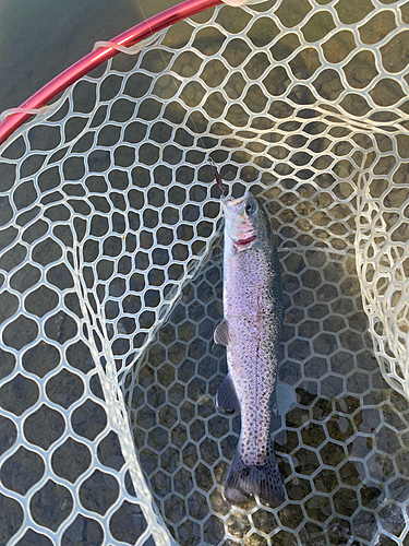 ニジマスの釣果