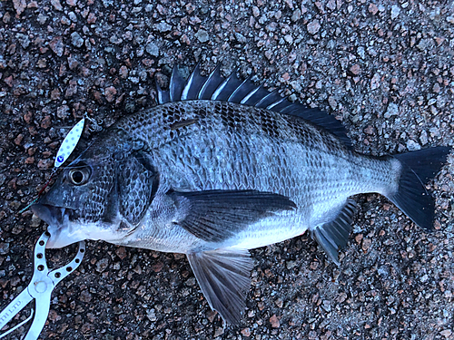 クロダイの釣果