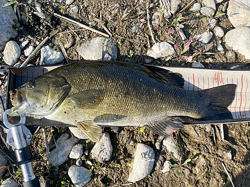 スモールマウスバスの釣果