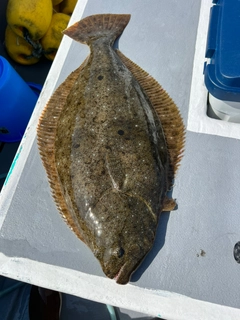 ヒラメの釣果