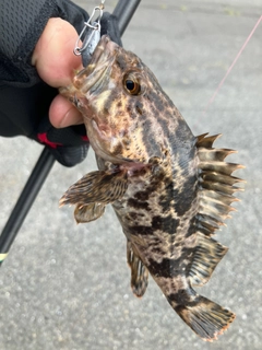 タケノコメバルの釣果