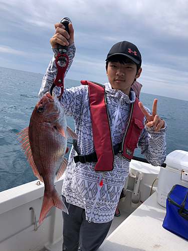 マダイの釣果