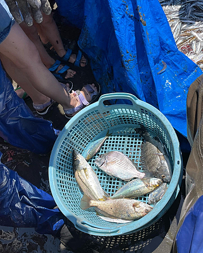 カタクチイワシの釣果