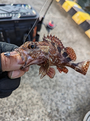 アラカブの釣果