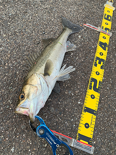 セイゴ（マルスズキ）の釣果