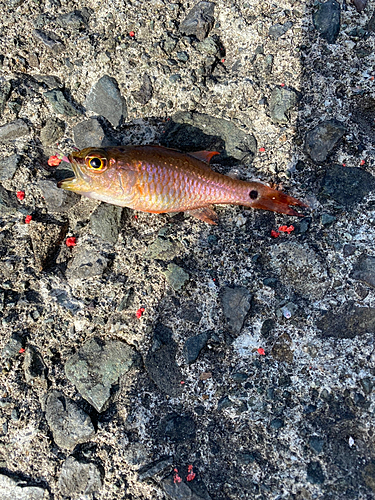 ネンブツダイの釣果