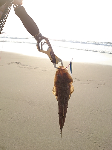 マゴチの釣果