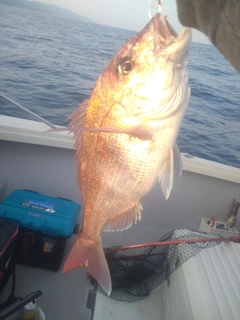 マダイの釣果