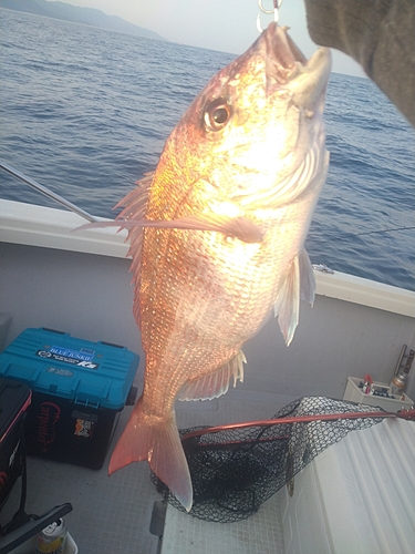 マダイの釣果