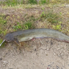 マナマズの釣果