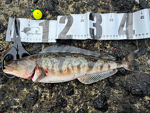 ホッケの釣果