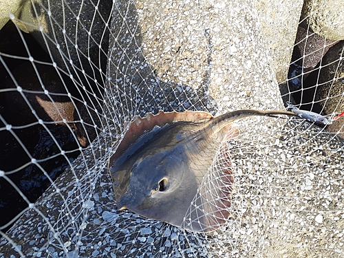 エイの釣果