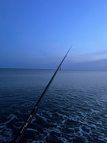 コノシロの釣果