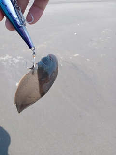 シタビラメの釣果