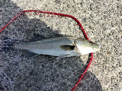 フッコ（マルスズキ）の釣果