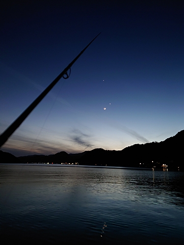 ヤリイカの釣果