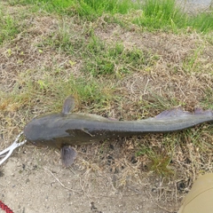 マナマズの釣果