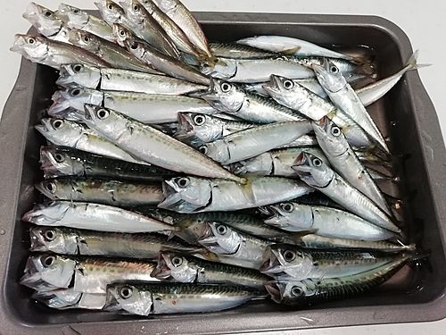 サバの釣果