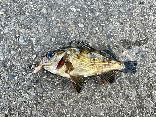 メバルの釣果