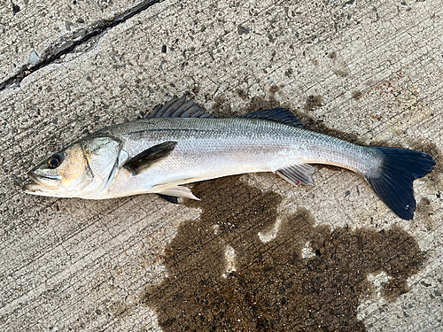 スズキの釣果