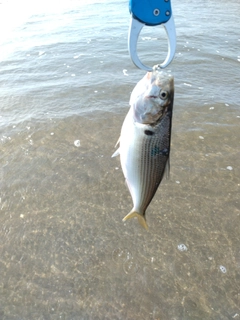 コノシロの釣果