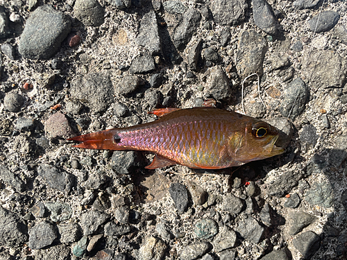 クロホシイシモチの釣果