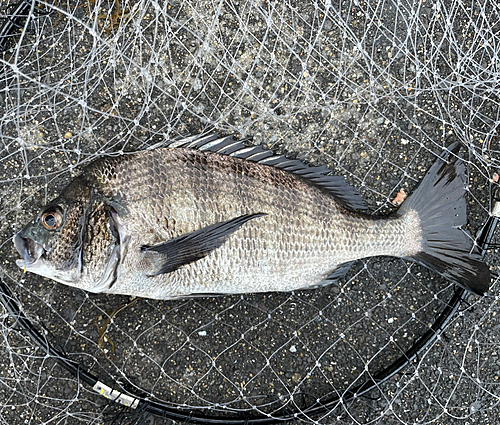 チヌの釣果