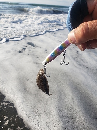 シタビラメの釣果