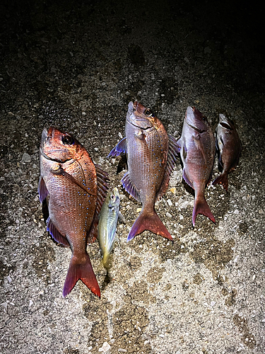 マダイの釣果