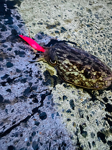 スミイカの釣果