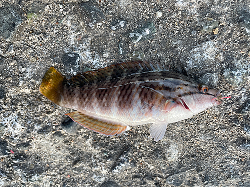 ホシササノハベラの釣果