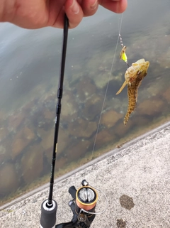 アナハゼの釣果