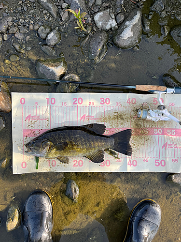 スモールマウスバスの釣果