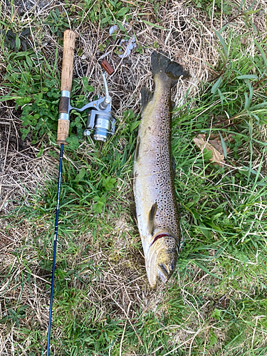 ブラウントラウトの釣果