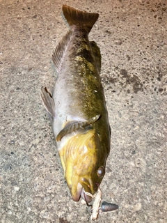 アイナメの釣果