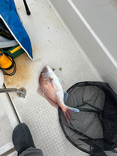 マダイの釣果