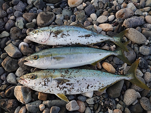 イナダの釣果