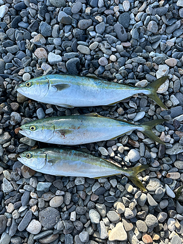 イナダの釣果