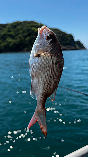 チャリコの釣果