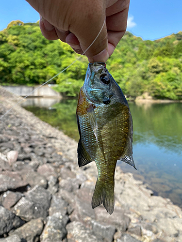 カニの釣果