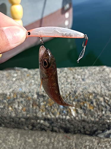 クロムツの釣果